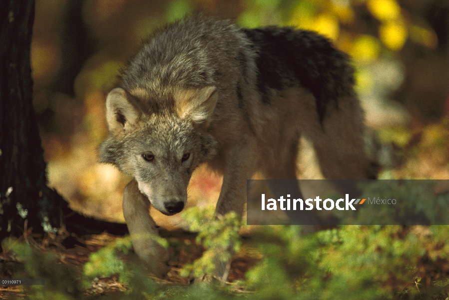 Juvenil de lobo (Canis lupus) en bosque, Minnesota