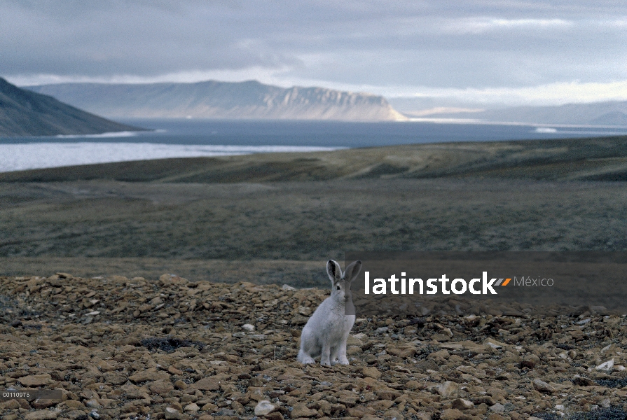 Juvenil del Ártico liebres (Lepus arcticus), isla de Ellesmere, Nunavut, Canadá