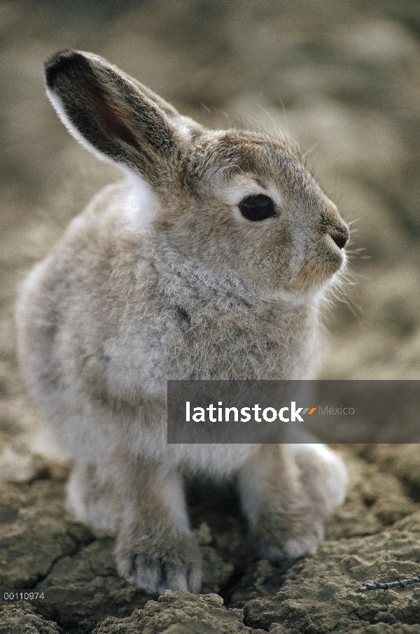 Liebre del Ártico (Lepus arcticus) bebé, isla de Ellesmere, Nunavut, Canadá