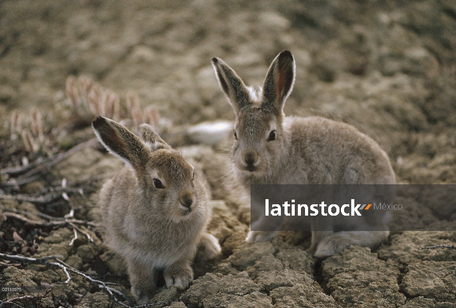 Bebés de Ártico liebres (Lepus arcticus) camuflados en tundra, isla de Ellesmere, Nunavut, Canadá