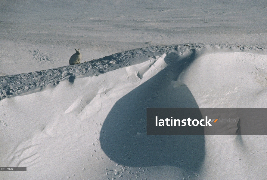 Ártico de liebres (Lepus arcticus) en Banco de nieve, isla de Ellesmere, Nunavut, Canadá