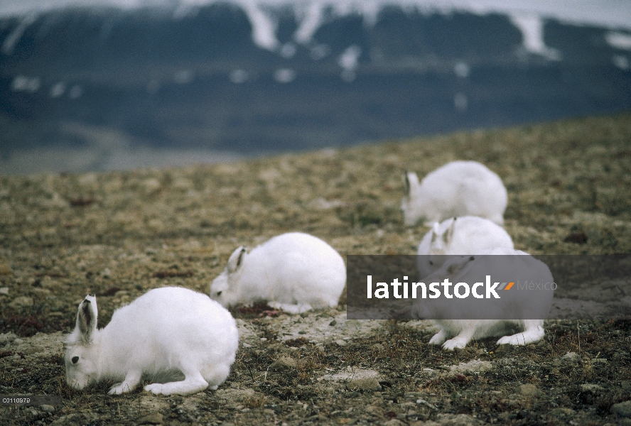 Liebre del Ártico (Lepus arcticus) grupo alimentándose de la vegetación de tundra, isla de Ellesmere