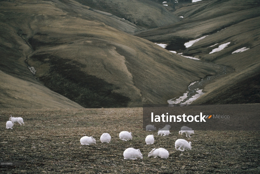 Liebre del Ártico (Lepus arcticus) grupo alimentándose de la vegetación de tundra, isla de Ellesmere