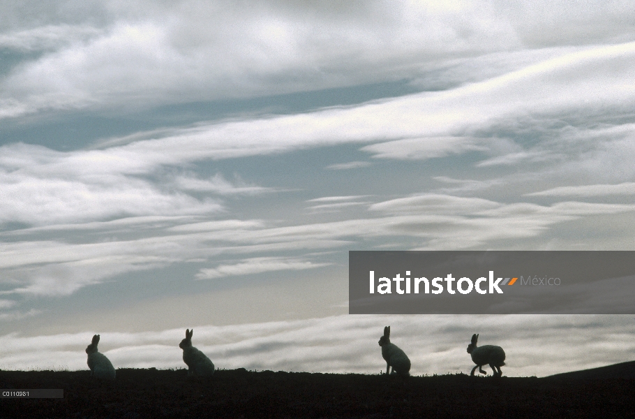 Grupo Ártico liebres (Lepus arcticus) recorta en colina, isla de Ellesmere, Nunavut, Canadá