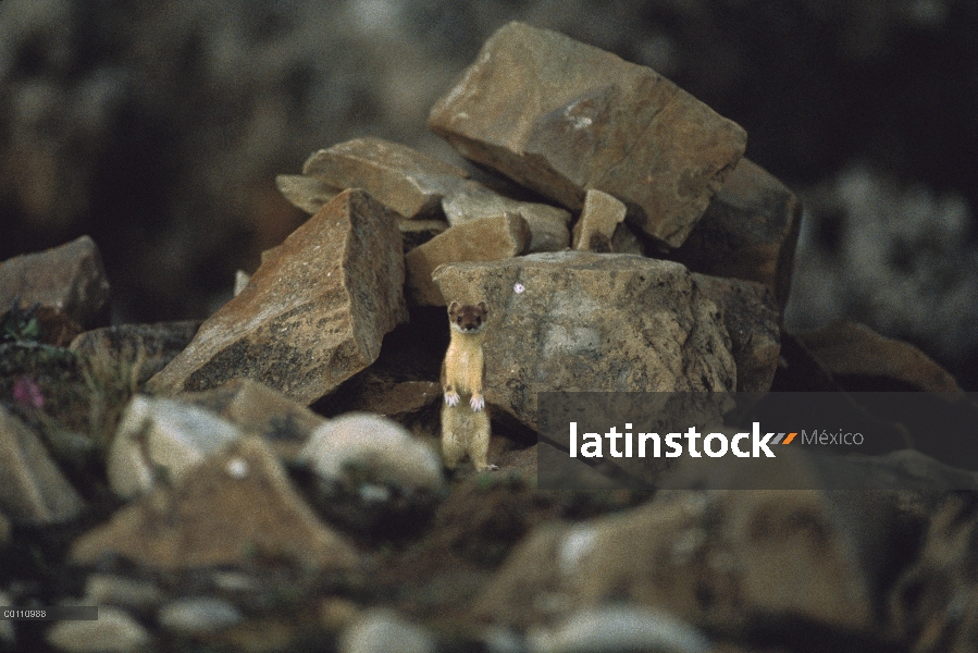 Comadreja de cola larga (Mustela frenata) de pie entre las rocas, la isla de Ellesmere, Nunavut, Can