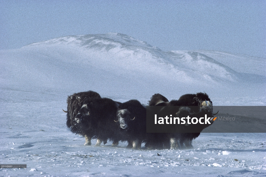 Buey almizclero (Ovibos moschatus) de la manada en formación defensiva, isla de Ellesmere, Nunavut, 