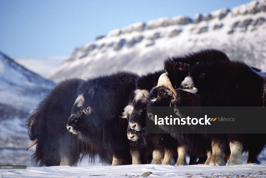 Grupo de buey almizclero (Ovibos moschatus), isla de Ellesmere, Nunavut, Canadá