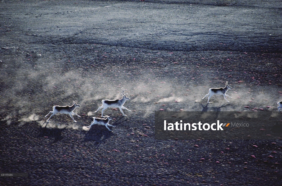 Manada de caribú de Peary (Rangifer tarandus pearyi) ejecutan a través de la tundra, isla de Ellesme