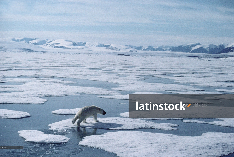 Oso polar (Ursus maritimus) funcionando a través de la fusión del hielo, isla de Ellesmere, Nunavut,