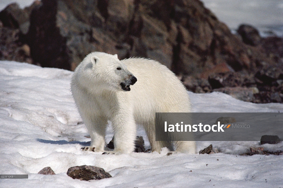 Retrato del oso polar (Ursus maritimus), isla de Ellesmere, Nunavut, Canadá