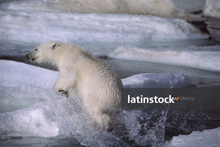 Oso polar (Ursus maritimus) saltando fuera del agua, isla de Ellesmere, Nunavut, Canadá