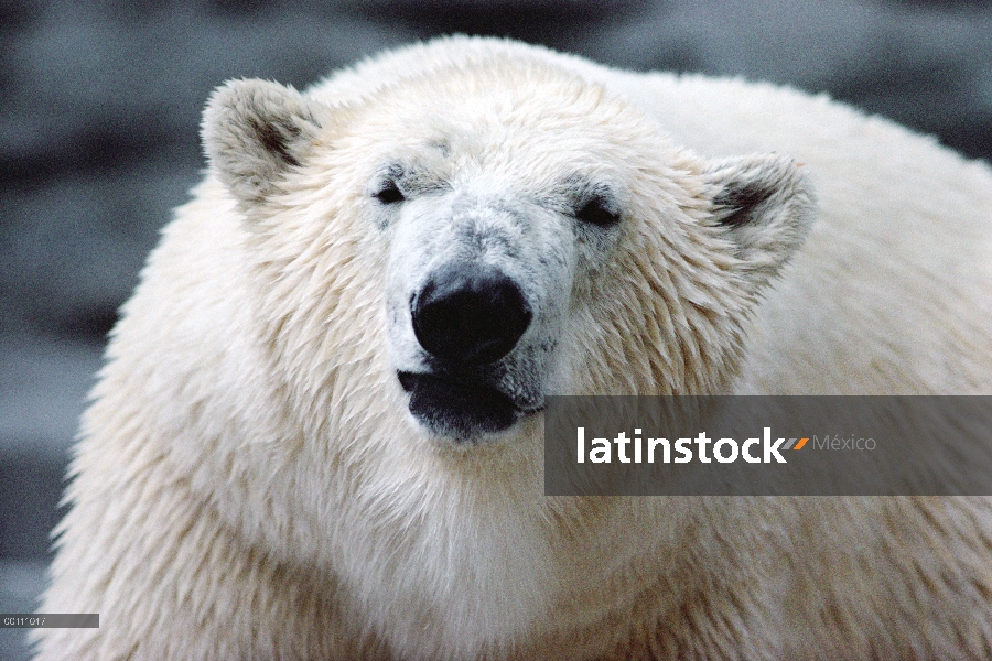 Retrato del oso polar (Ursus maritimus), Churchill, Manitoba, Canadá