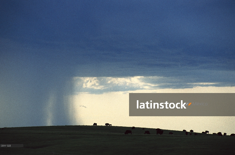 Bisonte americano (Bison bison) de la manada con acercarse la tormenta, Dakota del sur