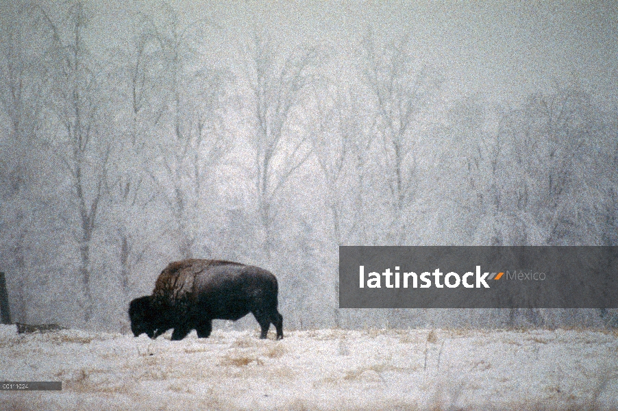 Bisonte americano (bisonte del bisonte) alimentándose en la nieve para el alimento, Dakota del sur