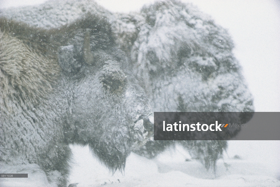 Par de bisonte americano (bisonte del bisonte) en blizzard, Minnesota