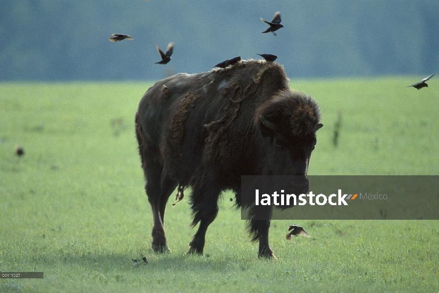 Bisonte americano (bisonte del bisonte) con cabeza marrón renegrido (Molothrus ater) grupo alimentán