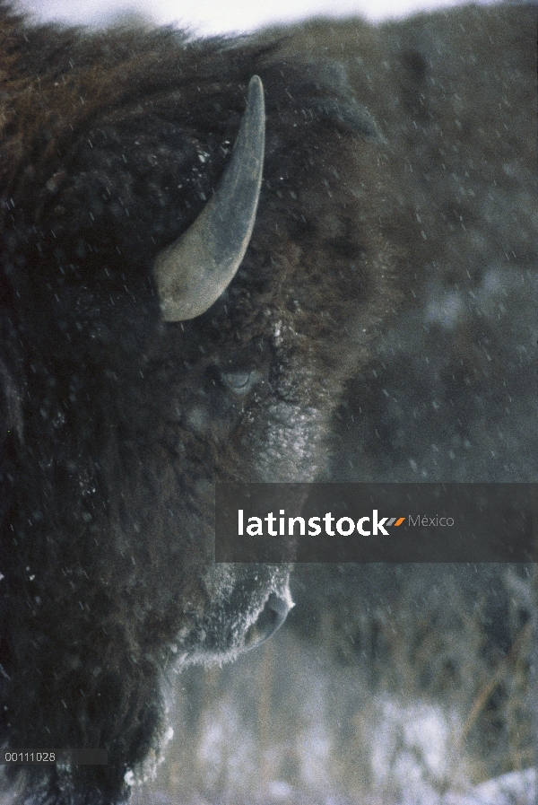 Bisonte americano (bisonte del bisonte) en Nevada, el parque estatal Custer, Dakota del sur