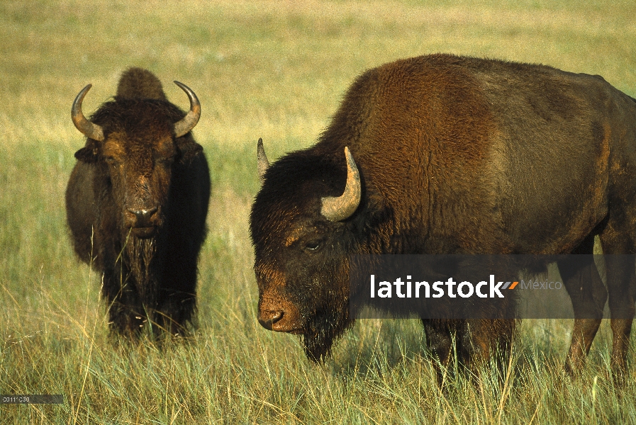 Par de bisonte americano (bisonte del bisonte) en pradera, Parque Nacional Cueva del viento, Dakota 