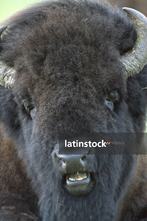 Macho de bisonte americano (Bison bison), Dakota del sur