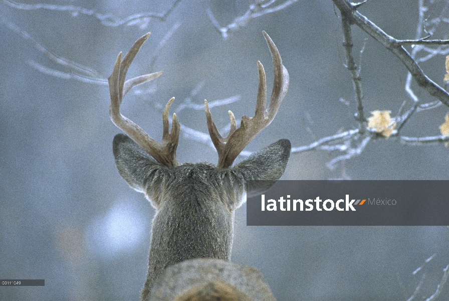 Hombre venado de cola blanca (Odocoileus virginianus), Minnesota