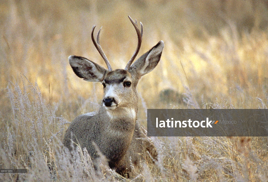 Retrato de venado bura (Odocoileus hemionus), Dakota del sur