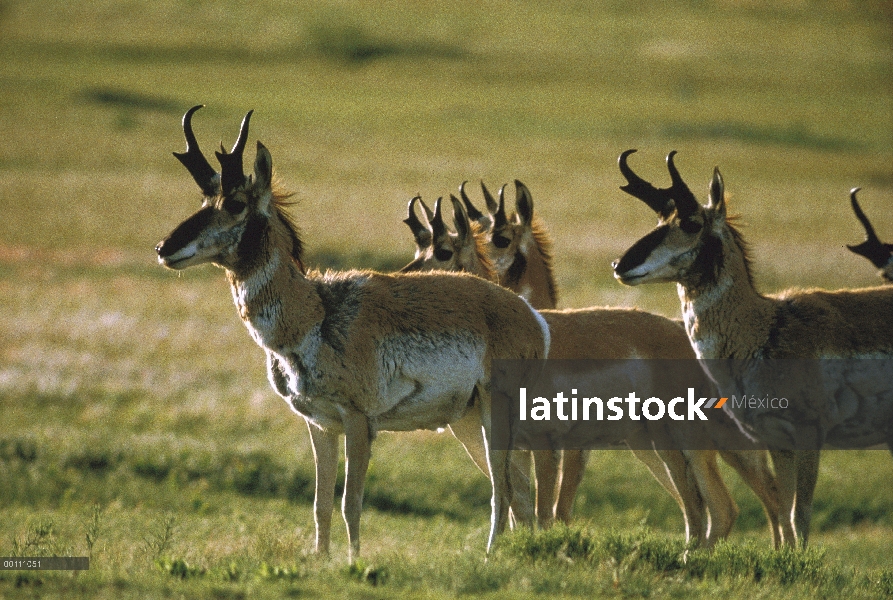 Antílope de pronghorn (Antilocapra americana) de la manada de pradera, Dakota del sur