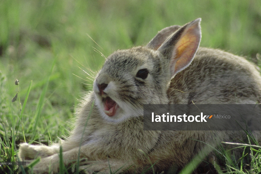 Conejo conejo (Sylvilagus aquaticus) bostezo, Dakota del sur