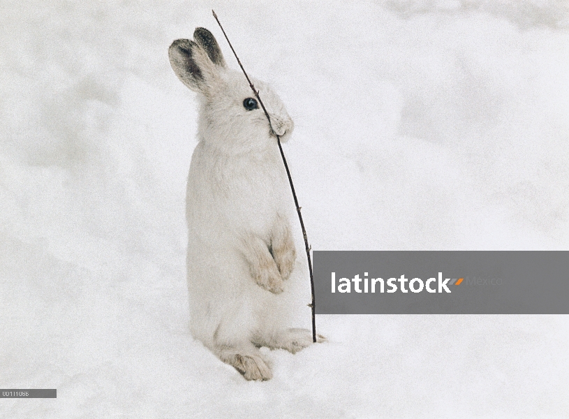 Raquetas de nieve liebres (Lepus americanus) comer ramita en invierno, Minnesota