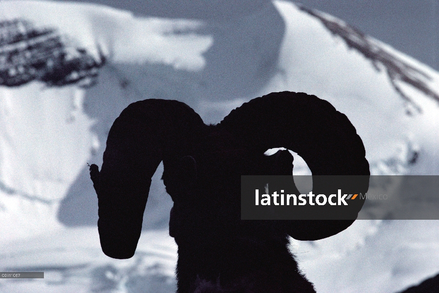 Hombre de Bighorn ovejas (Ovis canadensis), Canadá