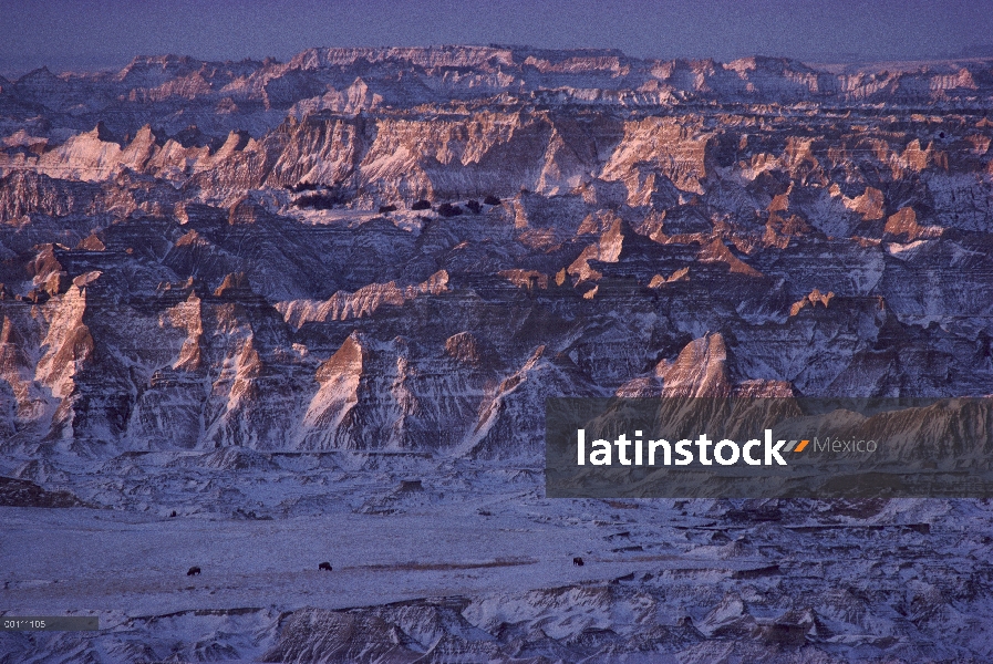 Trío de bisonte americano (bisonte del bisonte) en el Parque Nacional Badlands, Dakota del sur