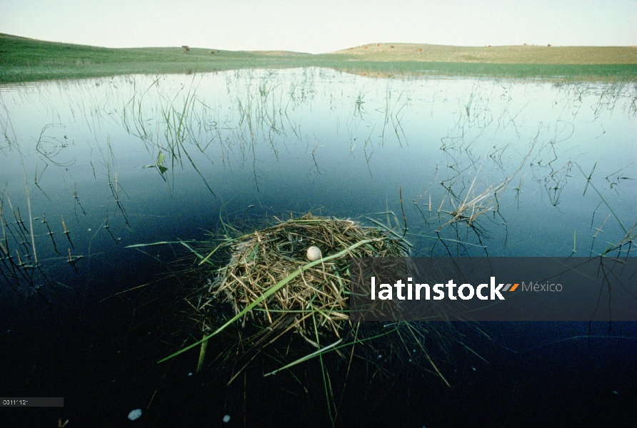 Nido de Western Grebe (Aechmophorus occidentalis) con huevo flotante en pothole de la pradera, Aberd