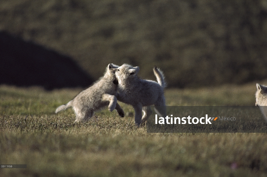 Lobo Ártico (Canis lupus) cachorros jugando, isla de Ellesmere, Nunavut, Canadá