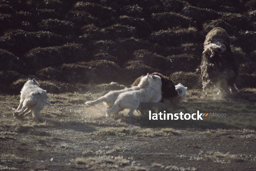 Paquete de lobo Ártico (Canis lupus) matando a ternera de buey almizclero (Ovibos moschatus), isla d