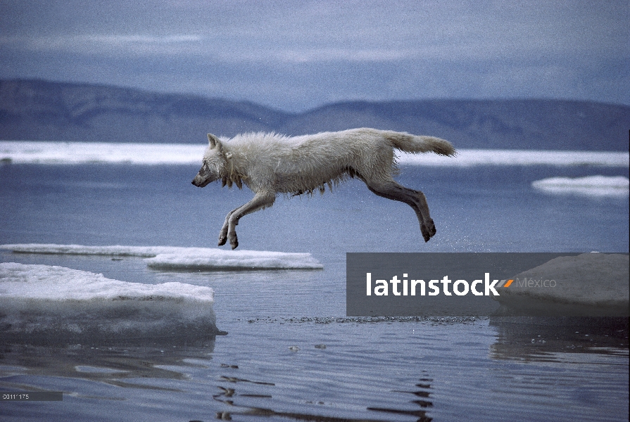 Lobo Ártico (Canis lupus) saltando en témpano de hielo, isla de Ellesmere, Nunavut, Canadá