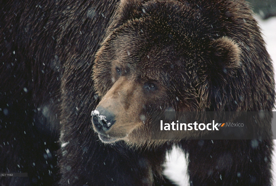 Adulto de oso pardo (Ursus arctos horribilis) en parque zoológico de Minnesota