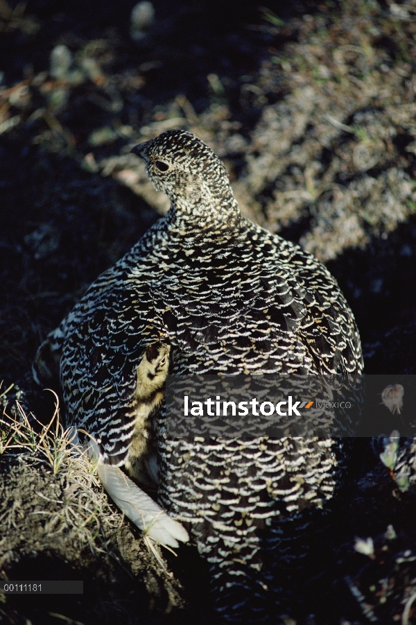 Roca a madre de la perdiz blanca (Lagopus muta) con pollo, isla de Ellesmere, Nunavut, Canadá