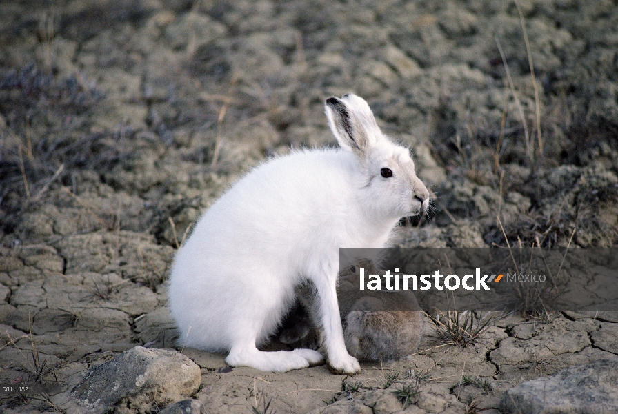 Jóvenes de enfermería Ártico liebres (Lepus arcticus), isla de Ellesmere, Nunavut, Canadá