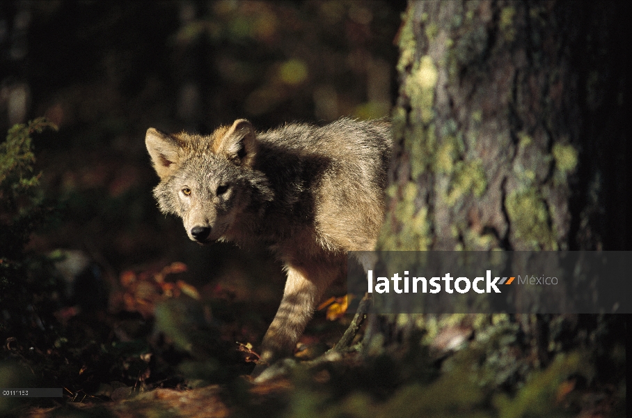 Juvenil de lobo (Canis lupus) en bosque, Minnesota