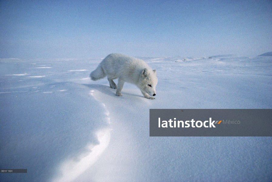 Zorro ártico (Alopex lagopus) que huele a nieve, isla de Ellesmere, Nunavut, Canadá