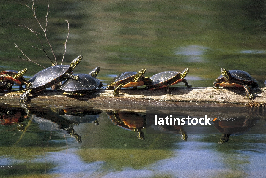 Grupo de tortugas (Chrysemys picta) pintado asolearse sobre troncos, Minnesota