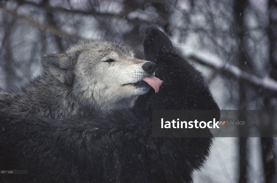 Par alfa de lobo (Canis lupus) en luz Nevada, Minnesota