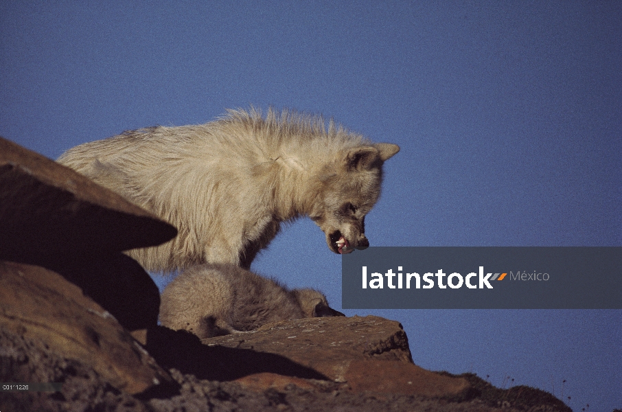 Cachorro sumiso del Regan o juvenil de lobo Ártico (Canis lupus), isla de Ellesmere, Nunavut, Canadá