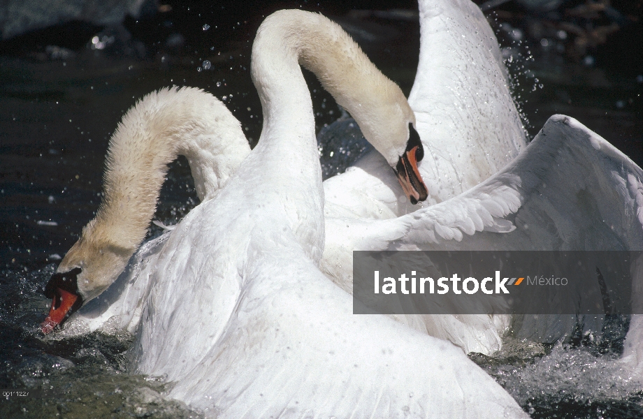 Silenciar los machos de cisne (vulgar Cygnus olor) lucha, Suecia