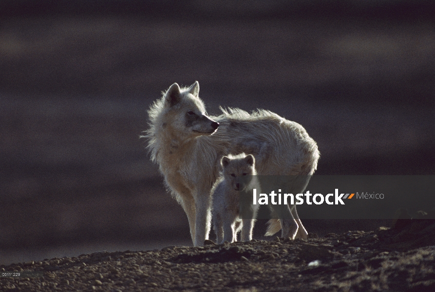 Lobo Ártico (Canis lupus) madre y cachorro, isla de Ellesmere, Nunavut, Canadá