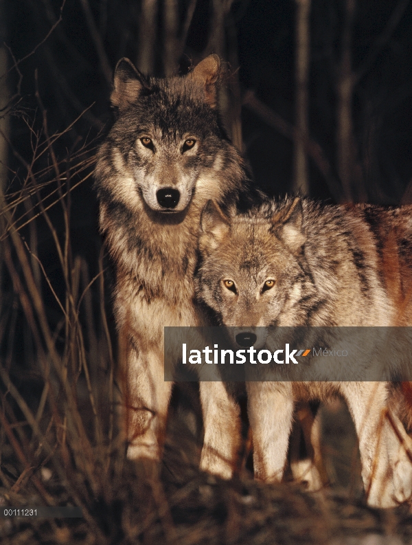 Par de lobo (Canis lupus) en bosque, Minnesota