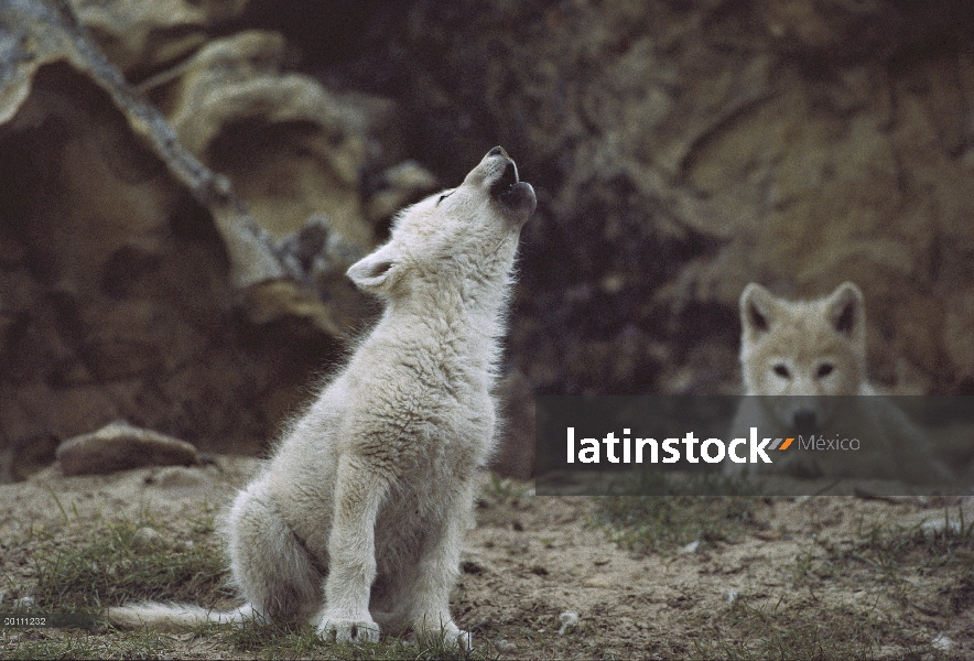 Cachorro de lobo Ártico (Canis lupus) grito, isla de Ellesmere, Nunavut, Canadá