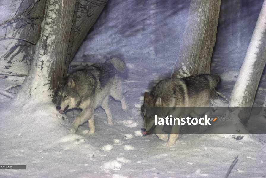 Par de lobo (Canis lupus) corriendo por el bosque boreal por la noche, Minnesota