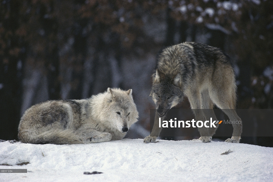 Lobo (lupus de Canis) Alfa mujer descansando como un año le gruñe a la cámara, Minnesota