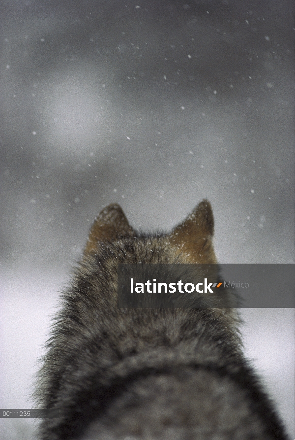 Lobo (Canis lupus) en tormenta de nieve, Minnesota