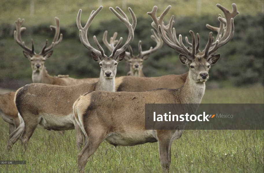 Machos de ciervo rojo (Cervus elaphus), Escocia